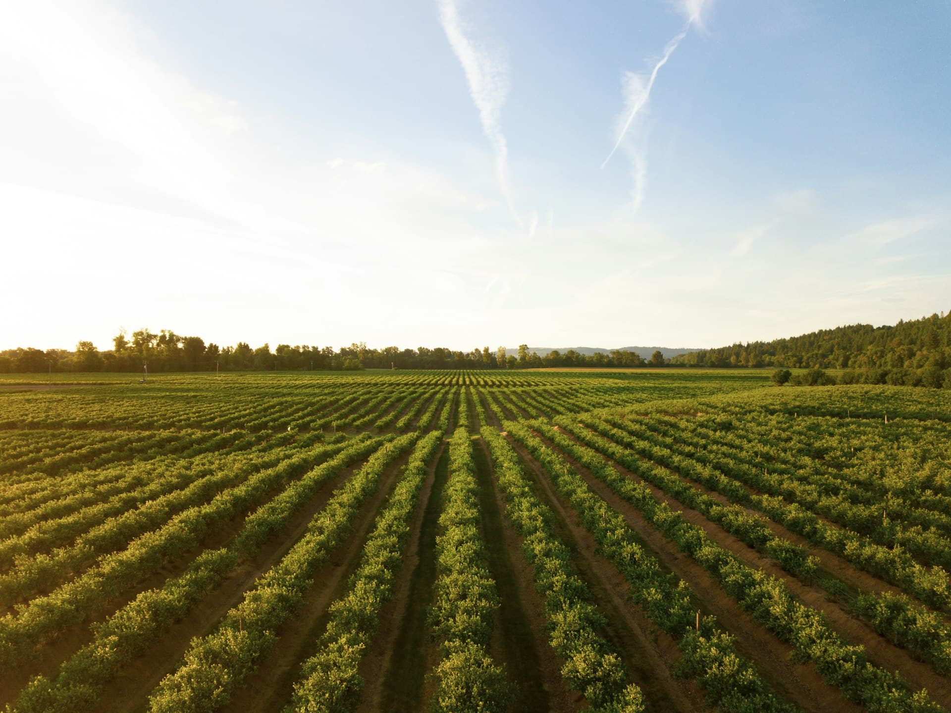 Cotton Season Kick-off: Integrated Pest Management Programme