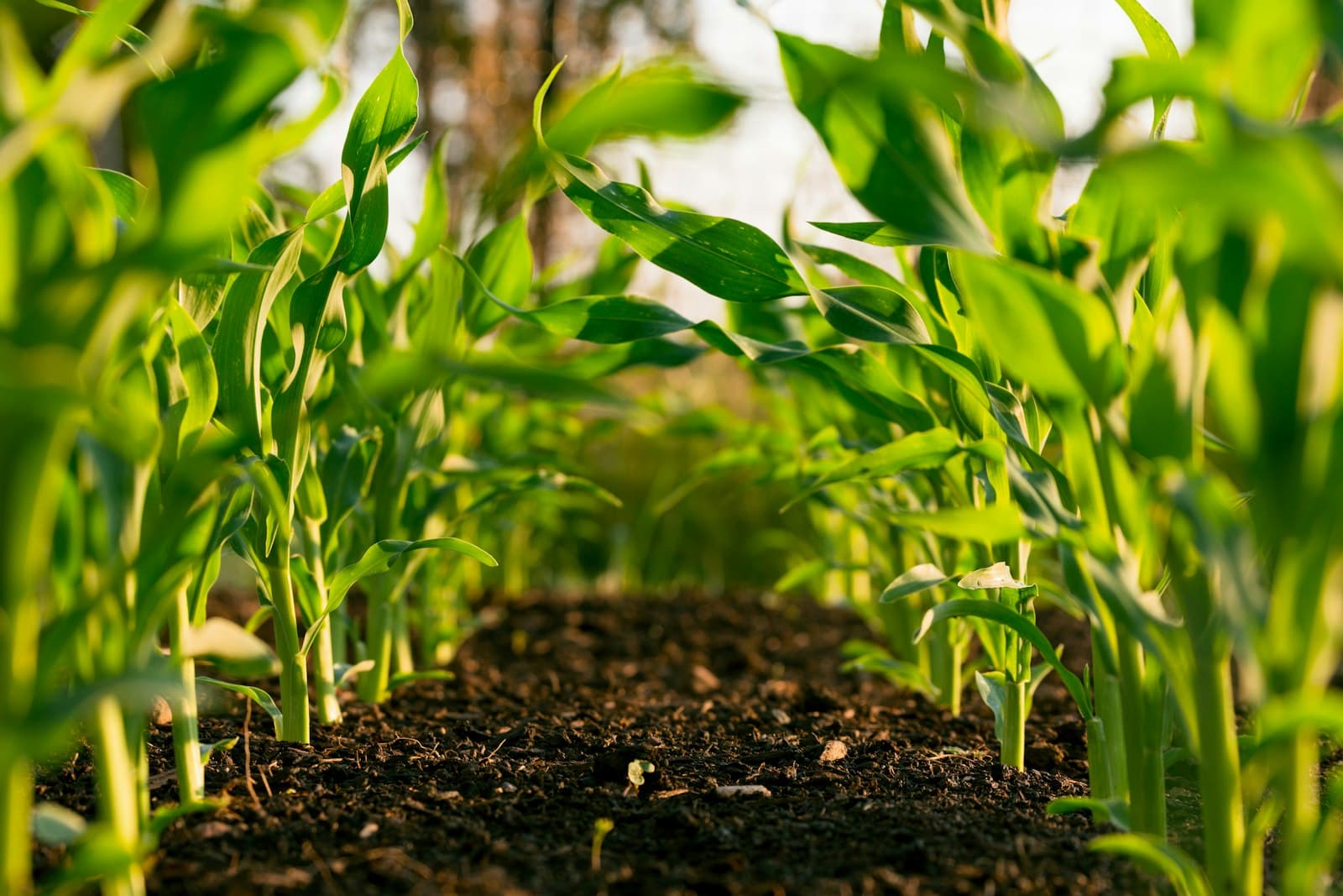 Insecticides