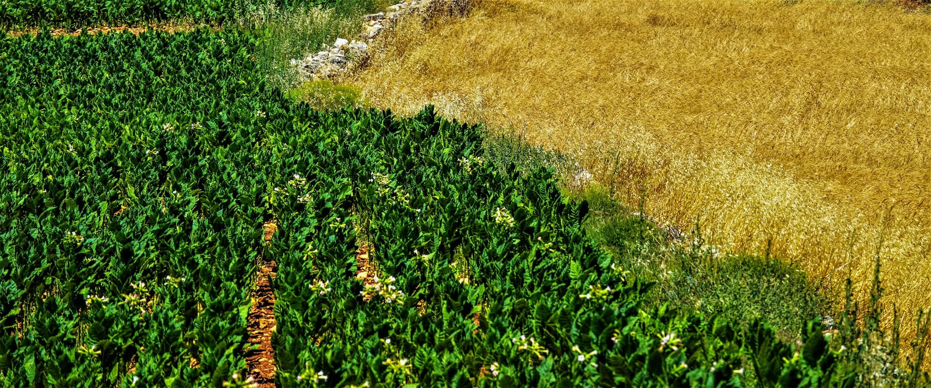 Herbicides